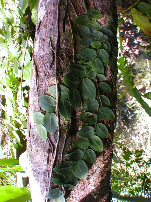 Epiphyte B & B Cow Bay Buitenkant foto